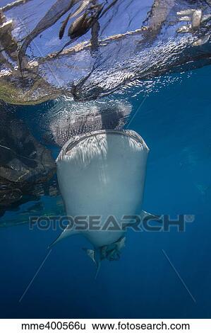 Stock Photograph - Whale shark swimming under bagan and fishing nets.. Fotosearch