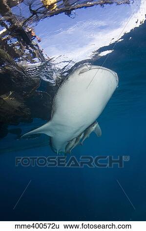 Whale shark swimming under bagan and fishing nets. View Large Photo Image Stock Photograph - Whale shark swimming under bagan and fishing nets.. Fotosearch