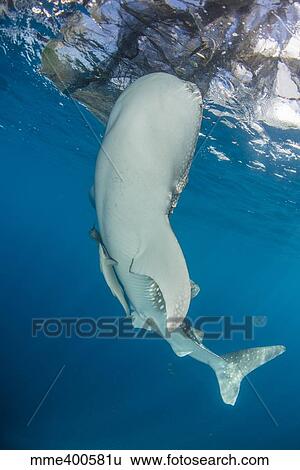 Whale shark swimming under bagan and fishing nets. View Large Photo Image Stock Photograph - Whale shark swimming under bagan and fishing nets.. Fotosearch