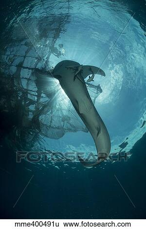 Stock Photograph - Whale shark swimming up to the surface, Cenderawasih Bay, Indonesia.. Fotosearch