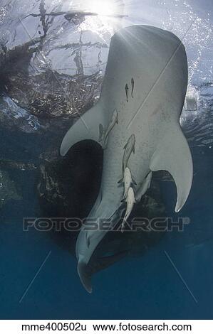 Stock Photograph - Whale shark swimming up to the surface with remora clinging to its belly.. Fotosearch