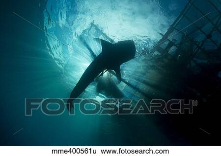 Stock Photograph - Whale shark swimming up to the surface, silhouetted against sunrays.. Fotosearch