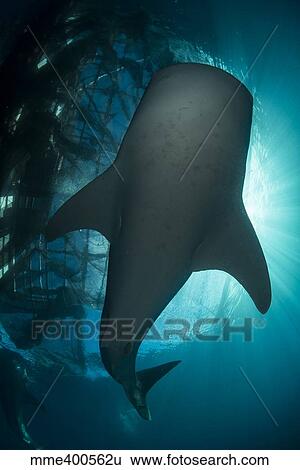 Whale shark swimming up to the surface, silhouetted against sunrays. View Large Photo Image Stock Photograph - Whale shark swimming up to the surface, silhouetted against sunrays.. Fotosearch