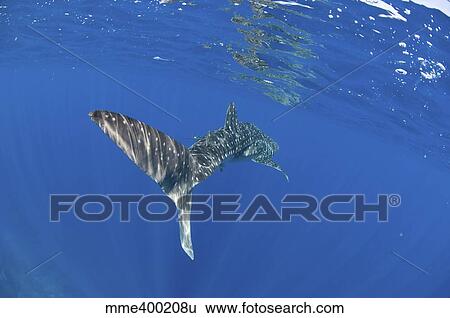 Stock Photograph - Whale shark tail near surface with sun rays.. Fotosearch