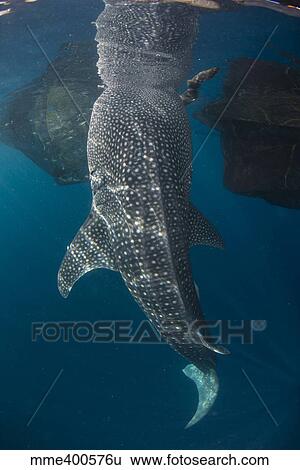 Stock Photograph - Whale shark with head reflected on surface.. Fotosearch