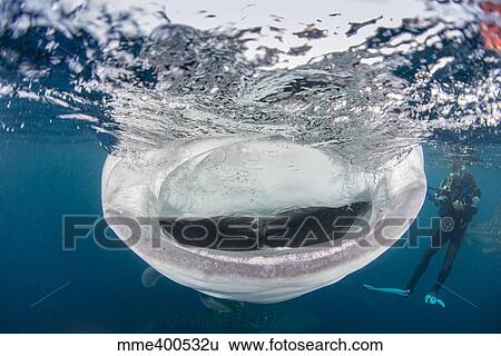 Whale shark with mouth wide open while diver looks on. View Large Photo Image Stock Photograph - Whale shark with mouth wide open while diver looks on.. Fotosearch