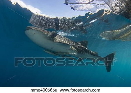 Stock Photograph - Whale shark with remora, Cenderawasih Bay, Indonesia.. Fotosearch
