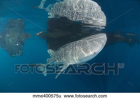 Stock Photograph - Whale shark with remora, its body reflected on the surface.. Fotosearch