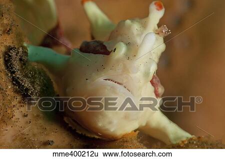 Stock Photograph - White and red clown frogfish, Bali, Indonesia.. Fotosearch
