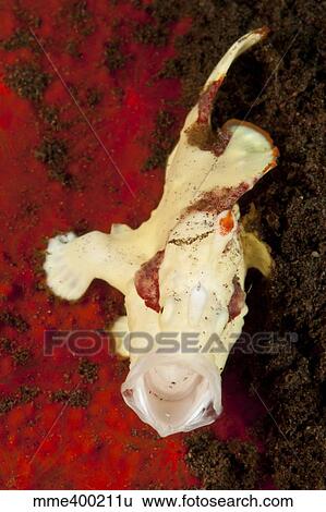 White and red clown frogfish yawning, Bali, Indonesia. View Large Photo Image Stock Photograph - White and red clown frogfish yawning, Bali, Indonesia.. Fotosearch