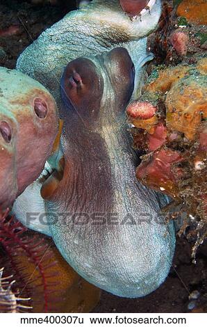White and red octopus squeezing through sponges, Bali, Indonesia. View Large Photo Image Stock Photograph - White and red octopus squeezing through sponges, Bali, Indonesia.. Fotosearch