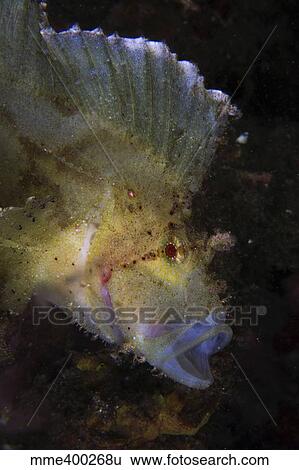 Stock Photograph - White and yellow leaf scorpionfish, North Sulawesi.. Fotosearch