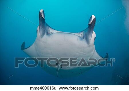 Stock Photograph - White-bellied giant oceanic manta ray, Palau, Micronesia.. Fotosearch