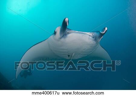 White-bellied giant oceanic manta ray, Palau, Micronesia. View Large Photo Image Stock Photograph - White-bellied giant oceanic manta ray, Palau, Micronesia.. Fotosearch