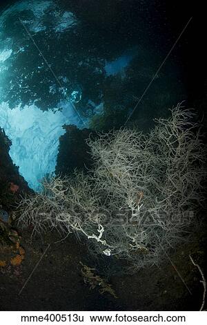 Stock Photograph - White black coral bush with overhanging tree shadows above.. Fotosearch
