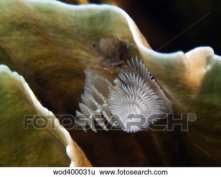 White Christmas Tree Worms, Key Largo, Florida. View Large Photo Image Stock Photograph - White Christmas Tree Worms, Key Largo, Florida.. Fotosearch