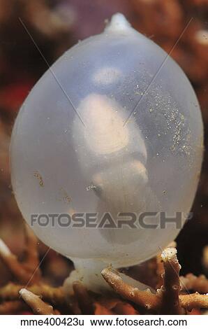 Stock Photograph - White cuttlefish egg in staghorn coral, North Sulawesi, Indonesia.. Fotosearch