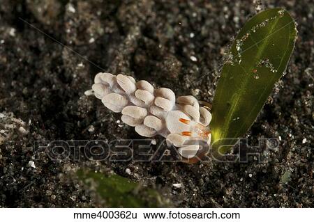 White flabellina nudibranch with orange rhinophores. View Large Photo Image Stock Photograph - White flabellina nudibranch with orange rhinophores.. Fotosearch