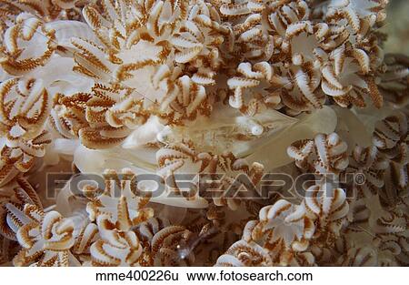 Stock Photograph - White porcelain crab in beige soft coral, North Sulawesi.. Fotosearch