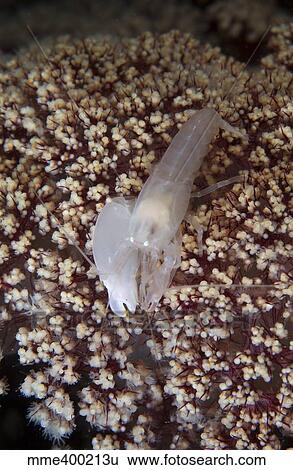 White snapping shrimp on purple coral, North Sulawesi, Indonesia. View Large Photo Image Stock Photograph - White snapping shrimp on purple coral, North Sulawesi, Indonesia.. Fotosearch