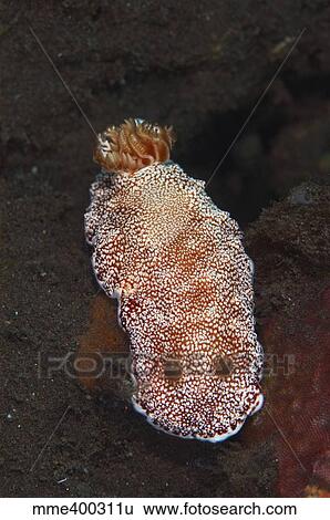 White-spotted red nudibranch sea slug, Bali, Indonesia. View Large Photo Image Stock Photograph - White-spotted red nudibranch sea slug, Bali, Indonesia.. Fotosearch