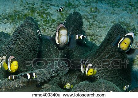 Stock Photograph - Whole family of clownfish in dark grey anemone, Komodo, Indonesia.. Fotosearch