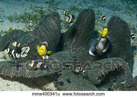 Whole family of clownfish in dark grey anemone, Komodo, Indonesia. View Large Photo Image Stock Photograph - Whole family of clownfish in dark grey anemone, Komodo, Indonesia.. Fotosearch