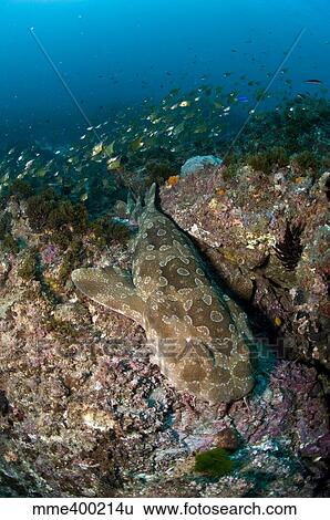 Stock Photograph - Wobbegong shark and cardinalfish, Byron Bay, Australia.. Fotosearch