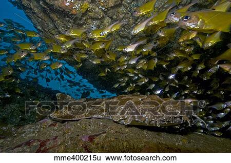 Wobbegong shark and cardinalfish, Byron Bay, Australia. View Large Photo Image Stock Photograph - Wobbegong shark and cardinalfish, Byron Bay, Australia.. Fotosearch