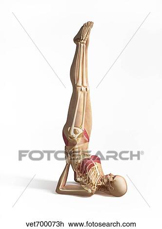 Woman doing gymnastics on the floor, with skeleton superimposed. View Large Illustration Drawing - Woman doing gymnastics on the floor, with skeleton superimposed.. Fotosearch