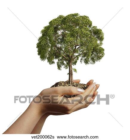 Stock Illustration - Woman's hands holding soil with a tree.. Fotosearch