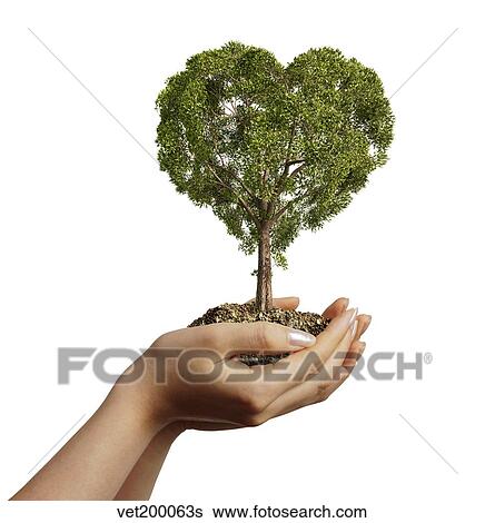Stock Illustration - Woman's hands holding soil with a tree heart shaped.. Fotosearch