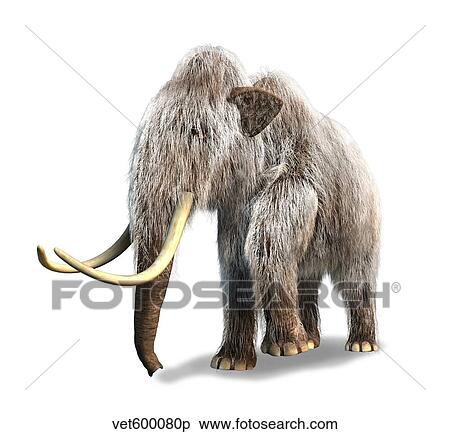 Stock Illustration - Woolly Mammoth, white background.. Fotosearch