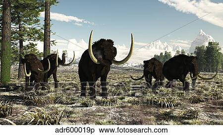 Woolly Mammoths in the prehistoric northern hemisphere. View Large Illustration Stock Illustration - Woolly Mammoths in the prehistoric northern hemisphere.. Fotosearch