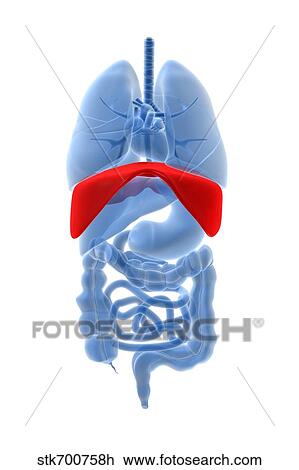 Drawing - X-ray image of internal organs with diaphragm highlighted in red.. Fotosearch