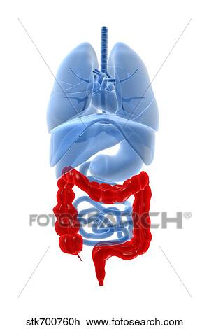 Drawing - X-ray image of internal organs with large intestine highlighted in red.. Fotosearch