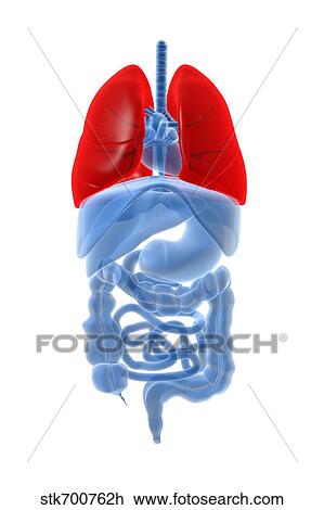 Drawing - X-ray image of internal organs with lungs highlighted in red.. Fotosearch