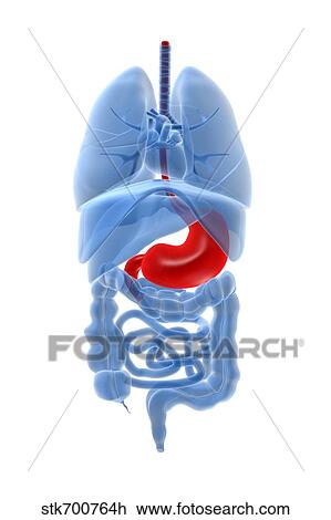Drawing - X-ray image of internal organs with stomach highlighted in red.. Fotosearch