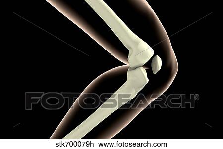 Drawing - X-ray image of knee.. Fotosearch