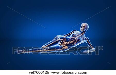 X-ray view of a woman laying down with skeletal bones superimposed. View Large Illustration Drawing - X-ray view of a woman laying down with skeletal bones superimposed.. Fotosearch