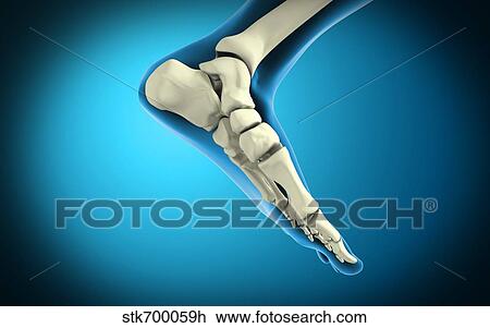 X-ray view of bones in human foot. View Large Illustration Drawing - X-ray view of bones in human foot.. Fotosearch