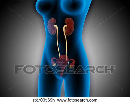 X-ray view of female body with reproductive organs. View Large Illustration Drawing - X-ray view of female body with reproductive organs.. Fotosearch