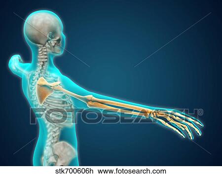 X-ray view of human body showing skeletal bones in the arm and hand. View Large Illustration Drawing - X-ray view of human body showing skeletal bones in the arm and hand.. Fotosearch