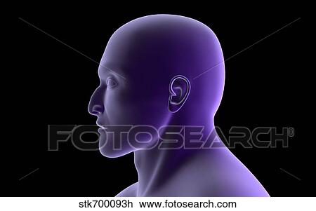 X-ray view of human face, profile view. View Large Illustration Drawing - X-ray view of human face, profile view.. Fotosearch