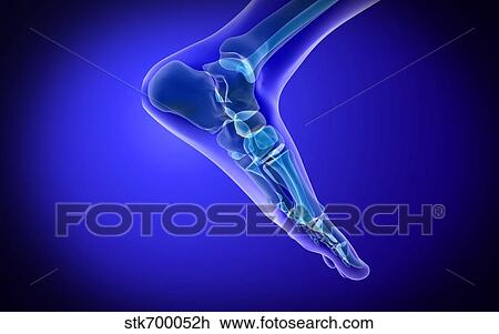Drawing - X-ray view of human foot.. Fotosearch