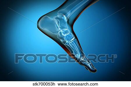 Drawing - X-ray view of human foot.. Fotosearch