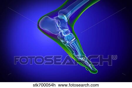 X-ray view of human foot. View Large Illustration Drawing - X-ray view of human foot.. Fotosearch