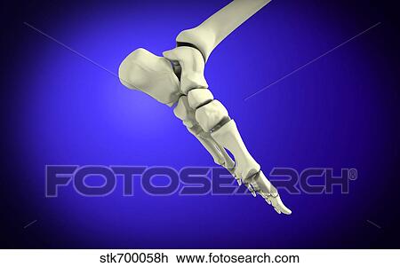 X-ray view of human foot. View Large Illustration Drawing - X-ray view of human foot.. Fotosearch