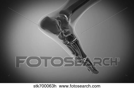 Drawing - X-ray view of human foot.. Fotosearch