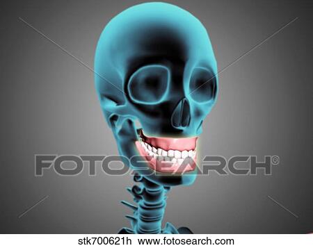 X-ray view of human skeleton showing teeth and gums. View Large Illustration Drawing - X-ray view of human skeleton showing teeth and gums.. Fotosearch